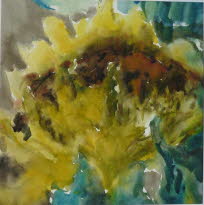 Sonnenblumenkopf, 1976, Aquarell, 46x45cm